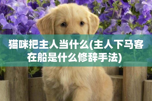 貓咪把主人當什么(主人下馬客在船是什么修辭手法) 