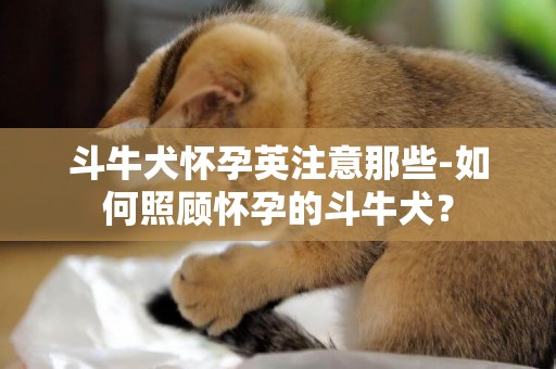 斗牛犬懷孕英注意那些-如何照顧懷孕的斗牛犬？