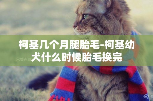 柯基幾個月腿胎毛-柯基幼犬什么時候胎毛換完