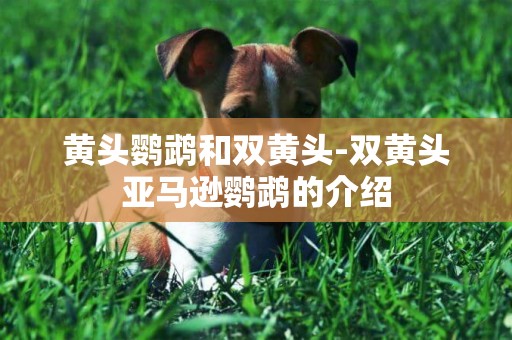 黃頭鸚鵡和雙黃頭-雙黃頭亞馬遜鸚鵡的介紹