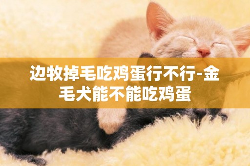 邊牧掉毛吃雞蛋行不行-金毛犬能不能吃雞蛋