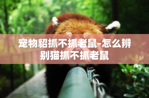 寵物貂抓不抓老鼠-怎么辨別貓抓不抓老鼠