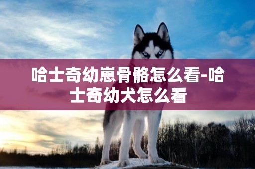 哈士奇幼崽骨骼怎么看-哈士奇幼犬怎么看