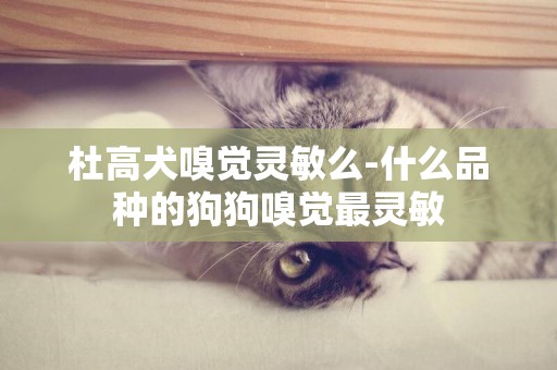 杜高犬嗅覺靈敏么-什么品種的狗狗嗅覺最靈敏