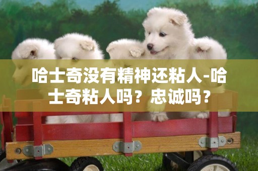 哈士奇沒有精神還粘人-哈士奇粘人嗎？忠誠嗎？