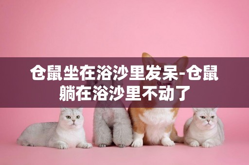 倉鼠坐在浴沙里發呆-倉鼠躺在浴沙里不動了
