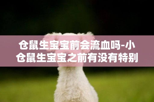 倉鼠生寶寶前會流血嗎-小倉鼠生寶寶之前有沒有特別的征兆
