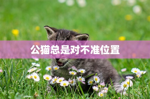 公貓總是對不準位置