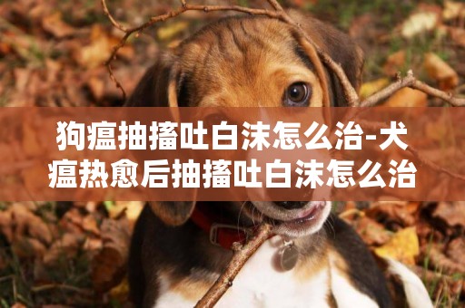 狗瘟抽搐吐白沫怎么治-犬瘟熱愈后抽搐吐白沫怎么治療