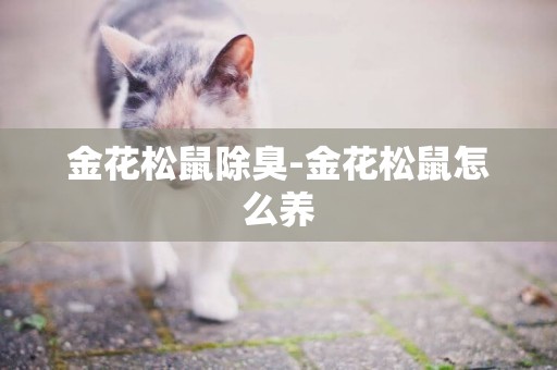 金花松鼠除臭-金花松鼠怎么養