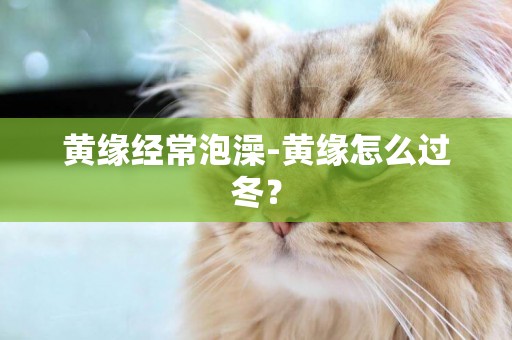 黃緣經常泡澡-黃緣怎么過冬？