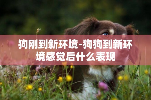 狗剛到新環境-狗狗到新環境感覺后什么表現