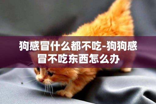 狗感冒什么都不吃-狗狗感冒不吃東西怎么辦
