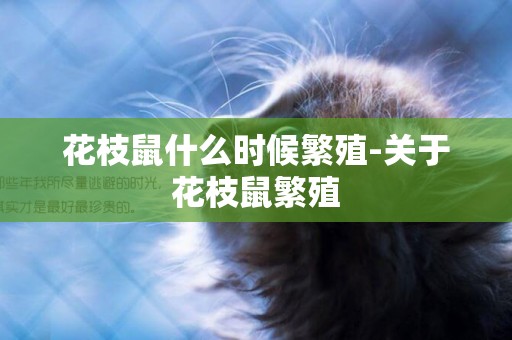 花枝鼠什么時候繁殖-關于花枝鼠繁殖
