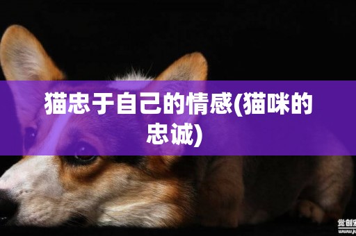 貓忠于自己的情感(貓咪的忠誠) 