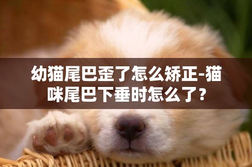 幼貓尾巴歪了怎么矯正-貓咪尾巴下垂時怎么了？