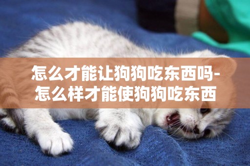 怎么才能讓狗狗吃東西嗎-怎么樣才能使狗狗吃東西