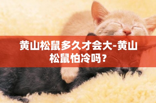 黃山松鼠多久才會大-黃山松鼠怕冷嗎？
