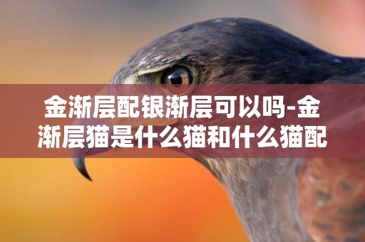金漸層配銀漸層可以嗎-金漸層貓是什么貓和什么貓配出來的？