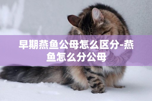 早期燕魚公母怎么區分-燕魚怎么分公母