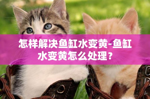 怎樣解決魚缸水變黃-魚缸水變黃怎么處理？