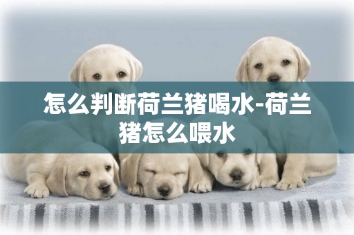 怎么判斷荷蘭豬喝水-荷蘭豬怎么喂水