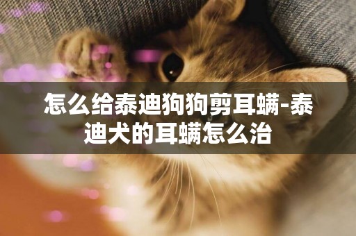 怎么給泰迪狗狗剪耳螨-泰迪犬的耳螨怎么治