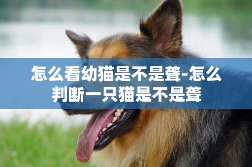 怎么看幼貓是不是聾-怎么判斷一只貓是不是聾