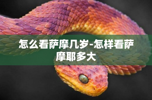 怎么看薩摩幾歲-怎樣看薩摩耶多大