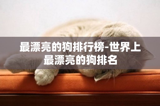 最漂亮的狗排行榜-世界上最漂亮的狗排名