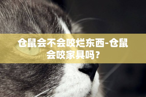 倉鼠會不會咬爛東西-倉鼠會咬家具嗎？
