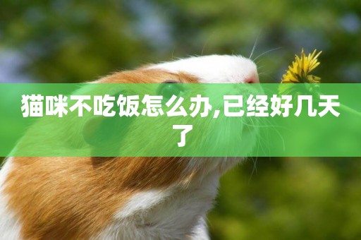 貓咪不吃飯怎么辦,已經好幾天了