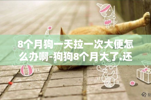 8個月狗一天拉一次大便怎么辦啊-狗狗8個月大了.還到處拉大小便。