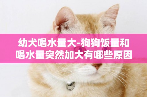 幼犬喝水量大-狗狗飯量和喝水量突然加大有哪些原因?