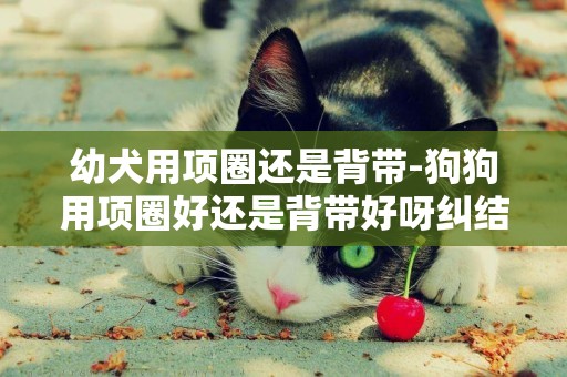 幼犬用項圈還是背帶-狗狗用項圈好還是背帶好呀糾結