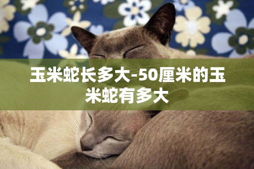 玉米蛇長多大-50厘米的玉米蛇有多大