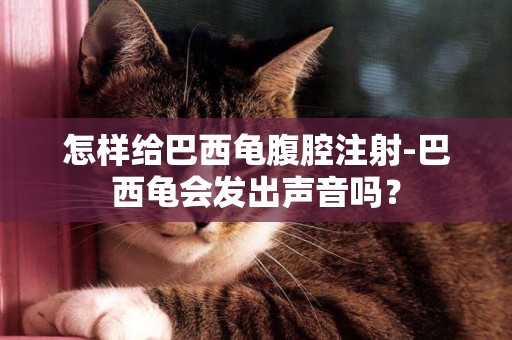 怎樣給巴西龜腹腔注射-巴西龜會發出聲音嗎？