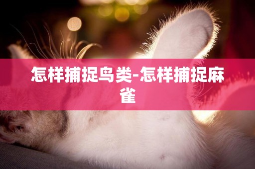 怎樣捕捉鳥類-怎樣捕捉麻雀