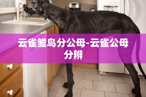 云雀雛鳥分公母-云雀公母分辨