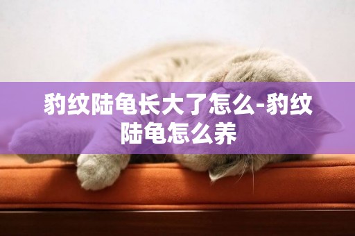 豹紋陸龜長大了怎么-豹紋陸龜怎么養