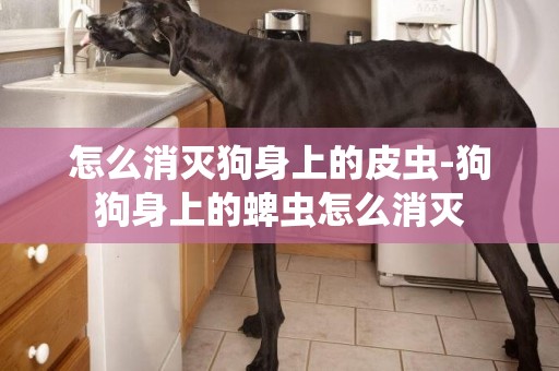 怎么消滅狗身上的皮蟲-狗狗身上的蜱蟲怎么消滅