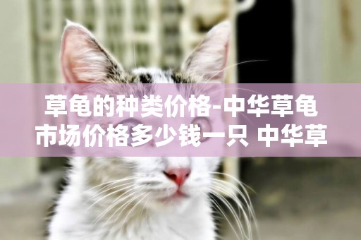 草龜的種類價格-中華草龜市場價格多少錢一只 中華草龜吃什么