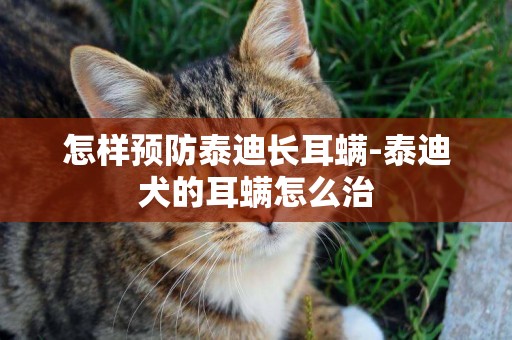 怎樣預防泰迪長耳螨-泰迪犬的耳螨怎么治