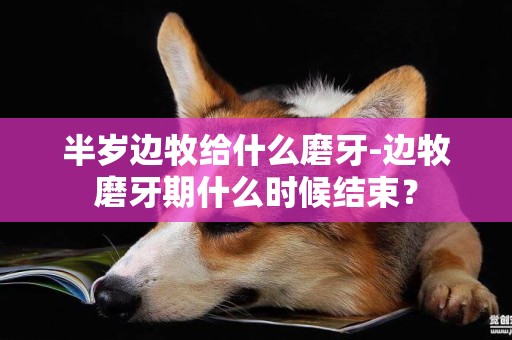 半歲邊牧給什么磨牙-邊牧磨牙期什么時候結束？