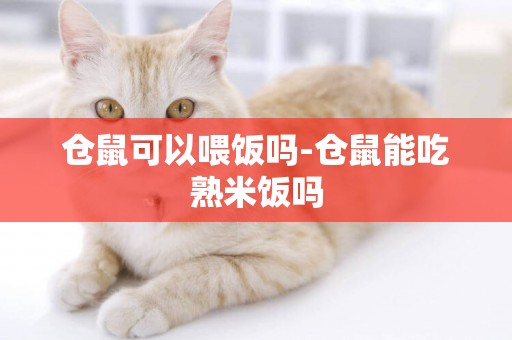 倉鼠可以喂飯嗎-倉鼠能吃熟米飯嗎