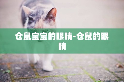 倉鼠寶寶的眼睛-倉鼠的眼睛