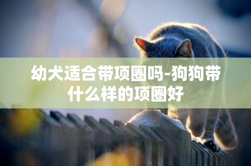 幼犬適合帶項圈嗎-狗狗帶什么樣的項圈好