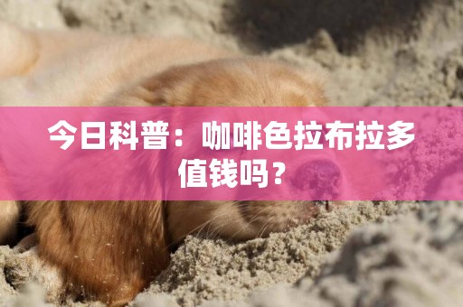 今日科普：咖啡色拉布拉多值錢嗎？