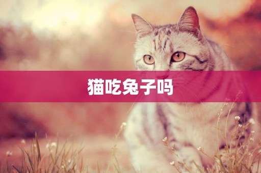 貓吃兔子嗎