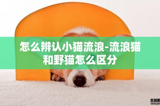 怎么辨認小貓流浪-流浪貓和野貓怎么區分